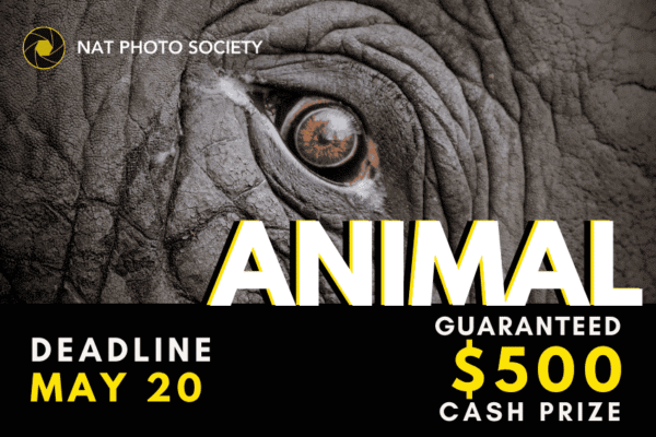 Fur, Feathers, and Frame-worthy | 1st Animal Photography Contest