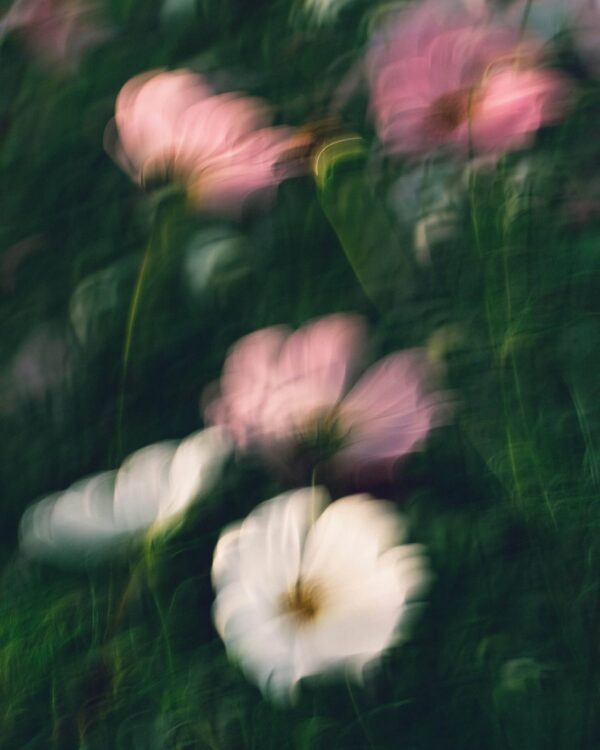 Flowers – A Virtual Photography Exhibition & Collection